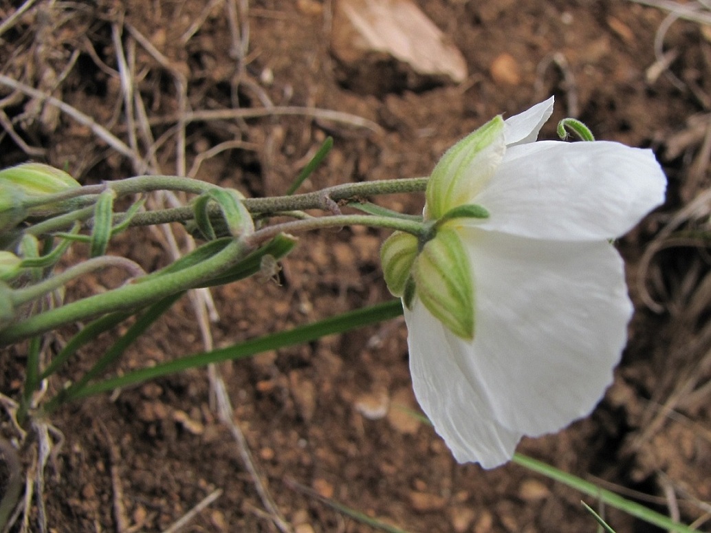 Helianthemum apenninum / Eliantemo degli Appennini